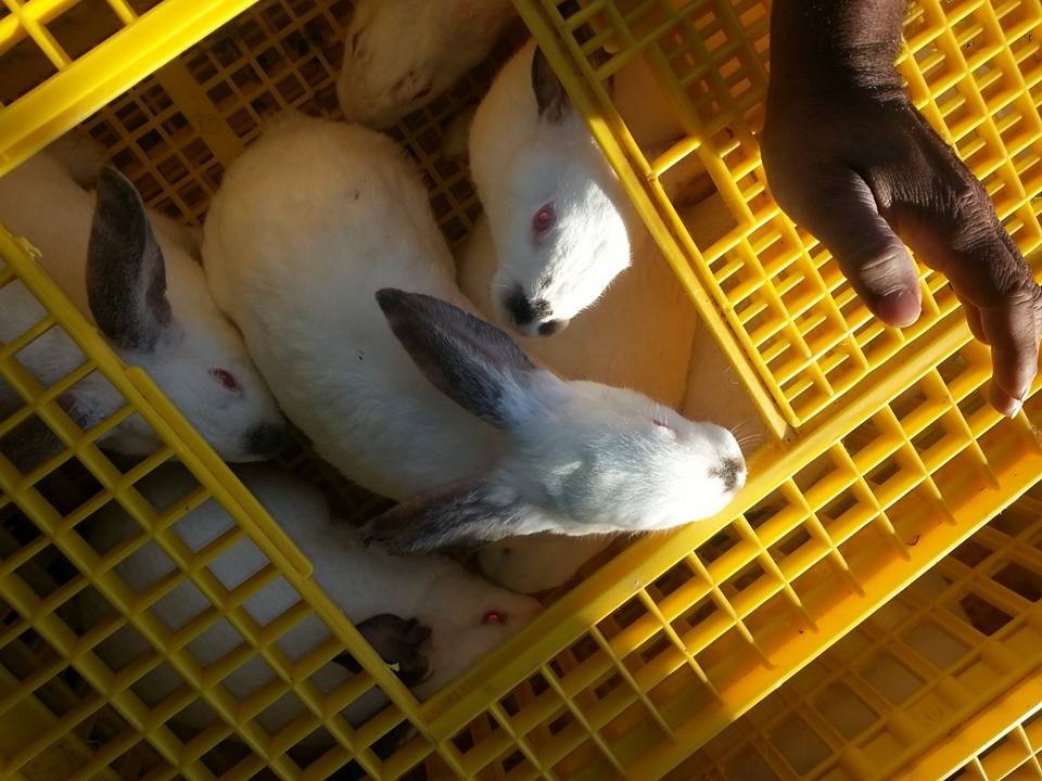 Rabbit Meat Buyer's Guide: Sourcing Quality & Safe Practices